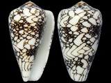 Variation25466