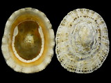 Variation35477