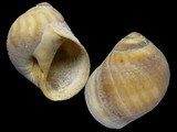 Lunatia guillemini