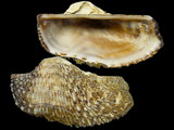 Variation25491