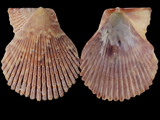 Variation25493