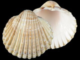 Variation25501