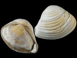 Corbula stolata