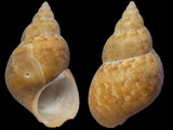 Variation25524