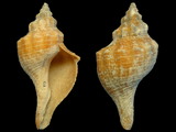 Pleuroploca australasia