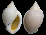 Semicassis semigranosum