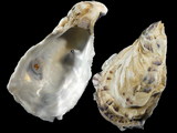 Crassostrea gigas