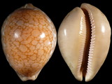 Cypraea broderipii