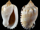 Casmaria erinacea