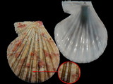 Variation25628