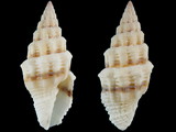 Vexillum unifasciatum