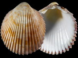 Variation35661