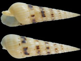 Variation45674