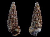 Variation15684