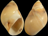 Variation2570