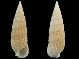 Variation35701