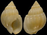 Variation3572
