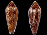 Variation25765