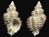 Muricopsis umbilicatus