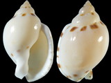 Variation35772