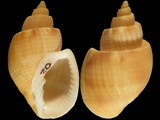 Variation2582