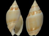 Alocospira marginata