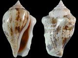 Variation25852