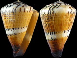 Variation25878