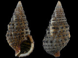 Clypeomorus bifasciata