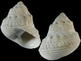 Variation25891