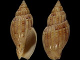 Lyria mitraeformis