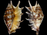 Variation25904