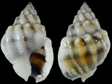 Nassarius coronulus