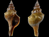 Variation35929