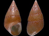 Phasianotrochus apicinus