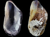Variation25946