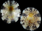 Variation35965