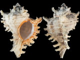 Chicoreus ramosus