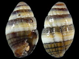 Variation25985