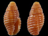 Pseudonebularia tabanula