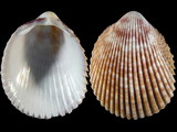 Variation25998