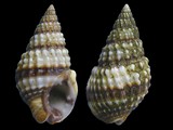 Nassarius pyrrhus