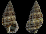 Cerithium zonatum