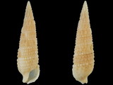 Variation26012