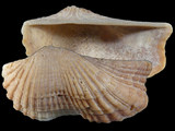 Arca navicularis