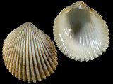 Variation26052