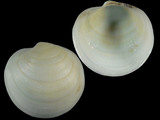 Euanodontia ovum