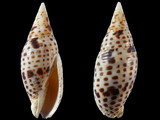 Mitra cardinalis