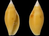 Nebularia contracta