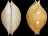 Variation26168